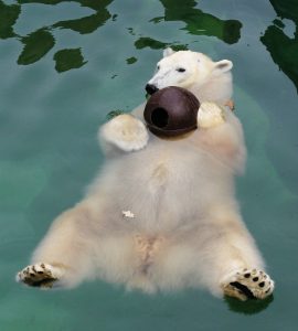 Image of polar bear floating on back in a pool of water, holding a black ball.